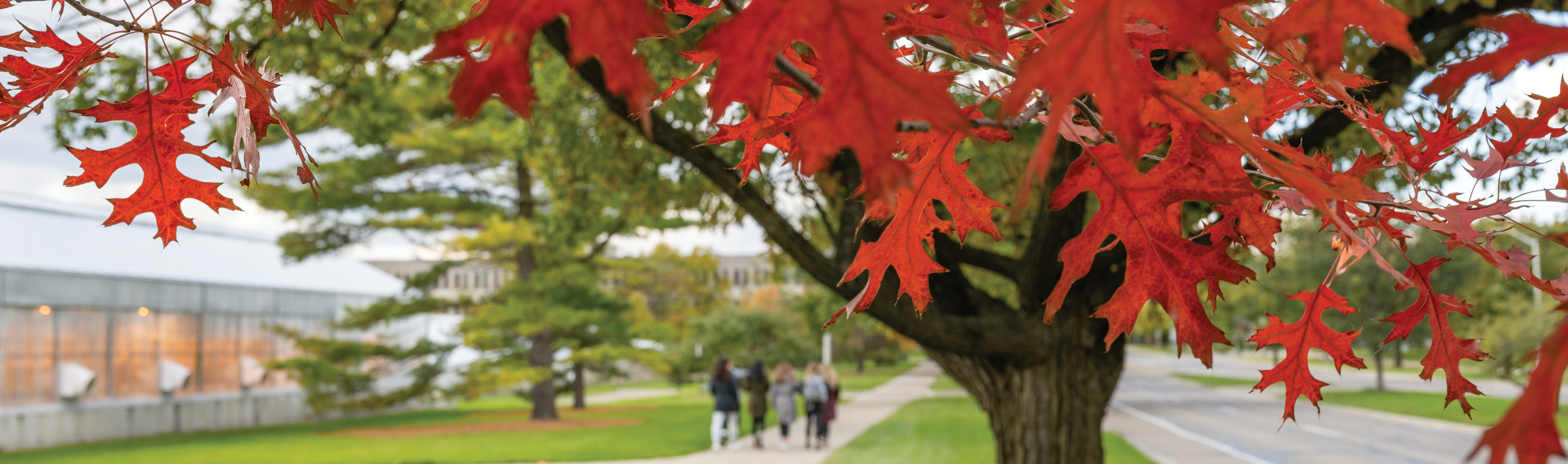 a tree with bright red leaves on the MSU Campus